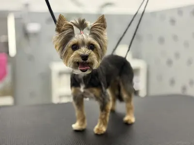 Salon Groomerski PSIARBER